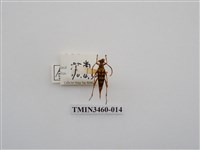 藏品(金毛花天牛)的圖片